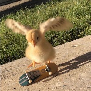 Meet your Posher, Jamari